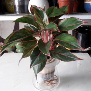 Cây Phú Quý thủy sinh