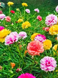 Hoa Mười Giờ Ngũ Sắc