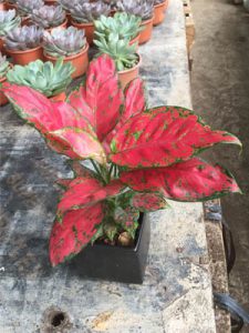 Cây Hồng Phát Lộc - Vạn Lộc Lá Đỏ