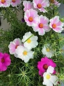 Hoa mười giờ mỹ cánh đơn