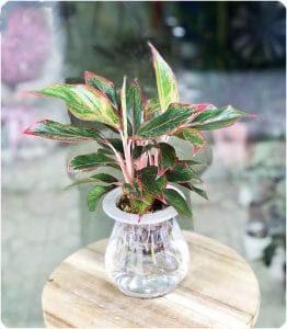 Cây Phú Quý thủy sinh