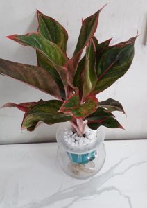 Cây Phú Quý thủy sinh