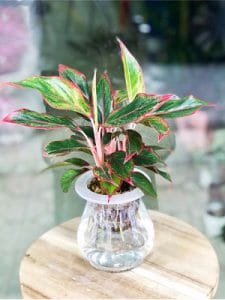 Cây Phú Quý thủy sinh