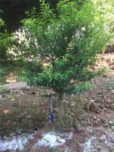 Phôi Cây Mai Chiếu Thủy Bonsai