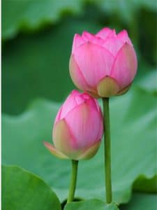 sen hồng làm cảnh