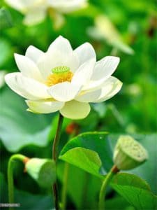 chậu sen trắng trồng làm cảnh