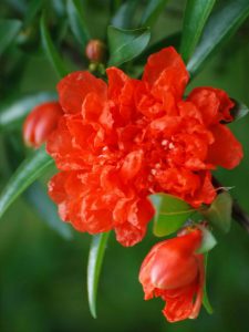 cây Lựu Hạnh Hoa Đỏ