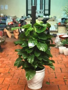 cây trầu bà leo cột