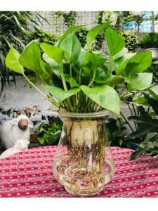 Cây Trầu Bà thủy sinh