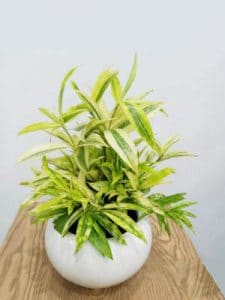 Cây Trúc Nhật Phú Quý - Trúc Nhật Vàng