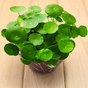 Cỏ Đồng Tiền Giỏ Treo