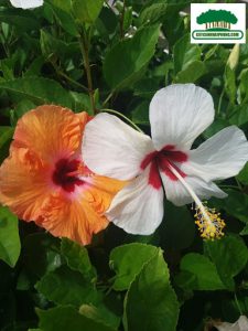 cây hoa dâm bụt thái - dâm bụt lùn