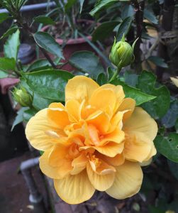 Dâm Bụt Hoa Cánh Kép