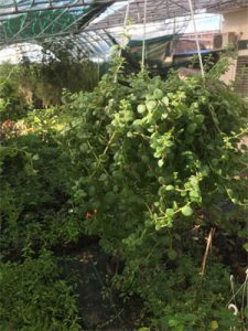 Cây vảy rồng treo