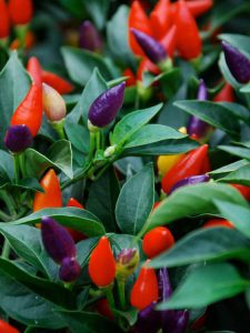 cây ớt ngũ sắc