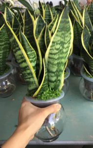 Cây Lưỡi Hổ Thủy Sinh