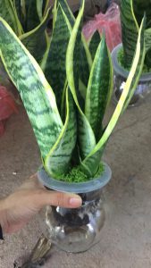 Cây Lưỡi Hổ Thủy Sinh