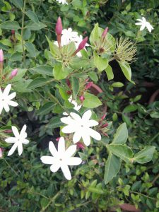 cây nguyệt quế leo