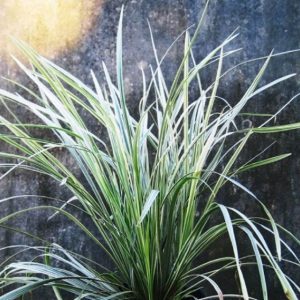 cây lan bạch chỉ