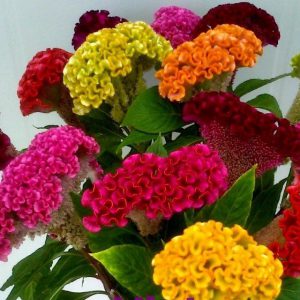 Cây Hoa Mào Gà Búa