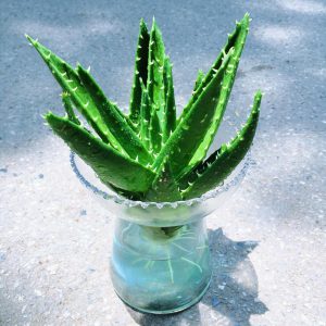 nha đam - lô hội