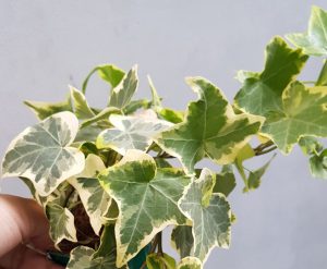 THƯỜNG XUÂN CẨM THẠCH