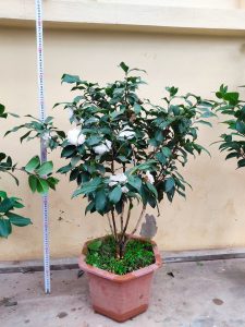 hoa trà bạch cổ