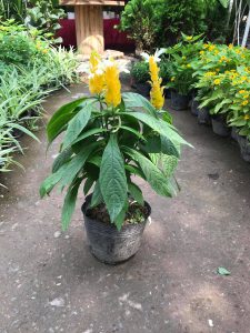 cây hoa rồng vàng