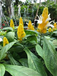 cây hoa rồng vàng