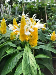 cây hoa rồng vàng