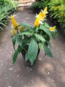 cây hoa rồng vàng