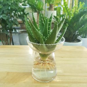 nha đam - lô hội