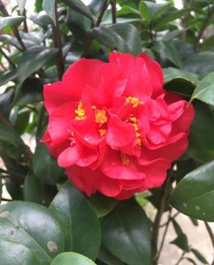 hoa trà thâm hồng bát diện