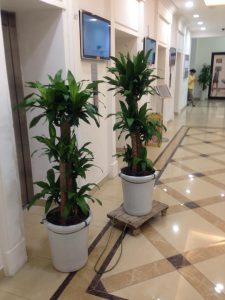 Thiết Mộc Lan 3 thân 5 thân (Phát Tài)