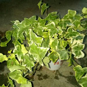 THƯỜNG XUÂN CẨM THẠCH