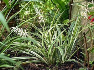 lan bạch chỉ hoa trắng