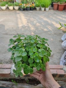 cây nhất mạt hương