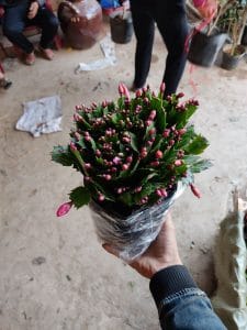 Tiểu Quỳnh - Lan Càng Cua