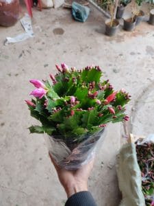 Tiểu Quỳnh - Lan Càng Cua