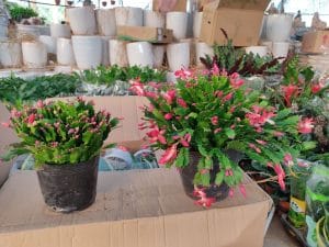 Tiểu Quỳnh - Lan Càng Cua