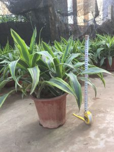 Cây Đại Tứ Lan