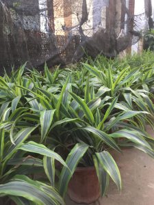 Cây Đại Tứ Lan