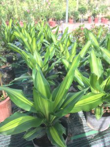 Cây Thiết Mộc Lan để bàn