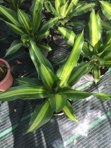 Cây Thiết Mộc Lan để bàn