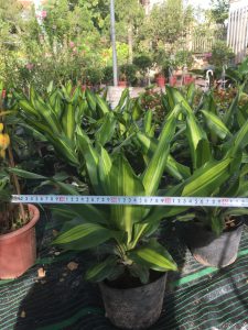 Cây Thiết Mộc Lan để bàn