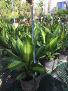 Cây Thiết Mộc Lan để bàn