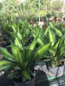 Cây Thiết Mộc Lan để bàn