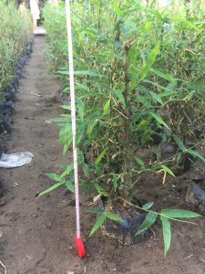 trúc phật bà - trúc đùi gà