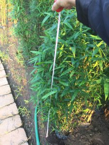 trúc phật bà - trúc đùi gà