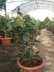 hoa trà bạch nhật - phấn cung đình